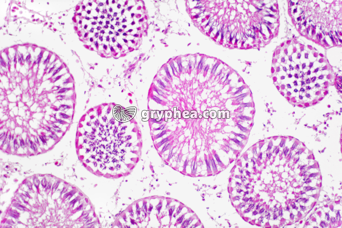 Testicule de Poisson x40 - gryphea.com